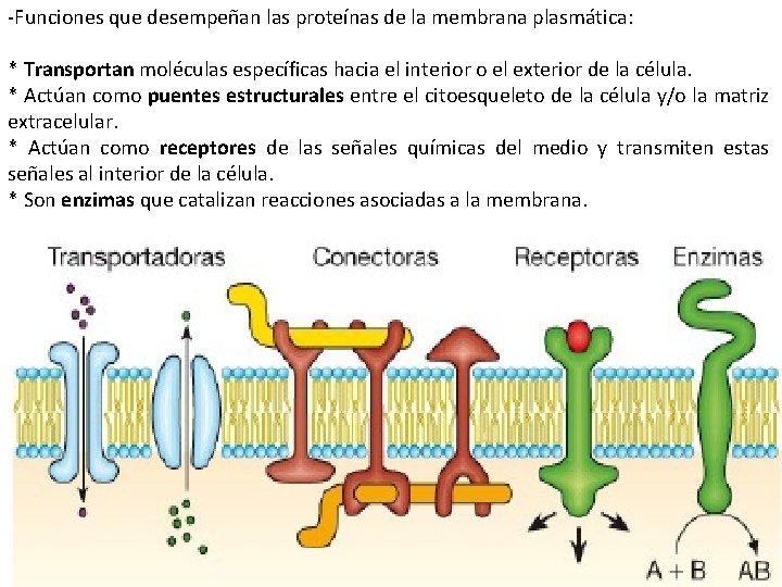 -Funciones que desempeñan las proteínas de la membrana plasmática: * Transportan moléculas específicas hacia