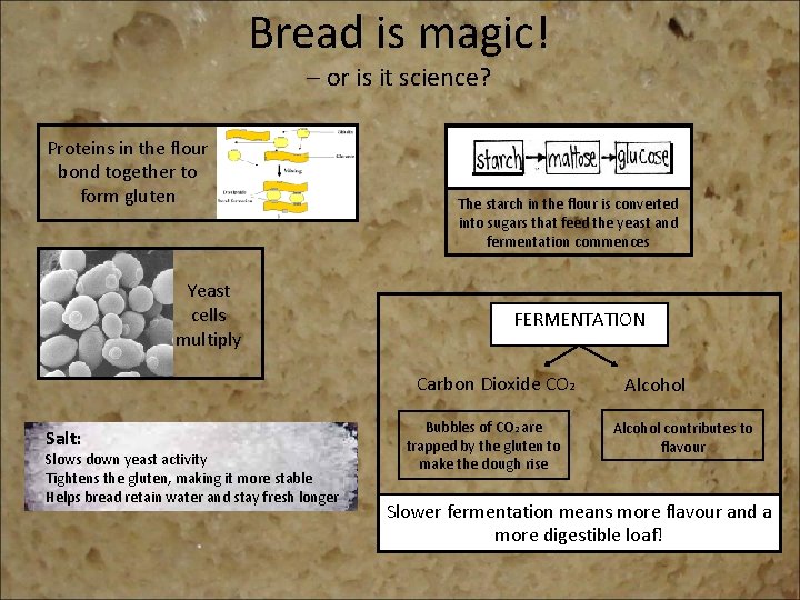 Bread is magic! – or is it science? Proteins in the flour bond together