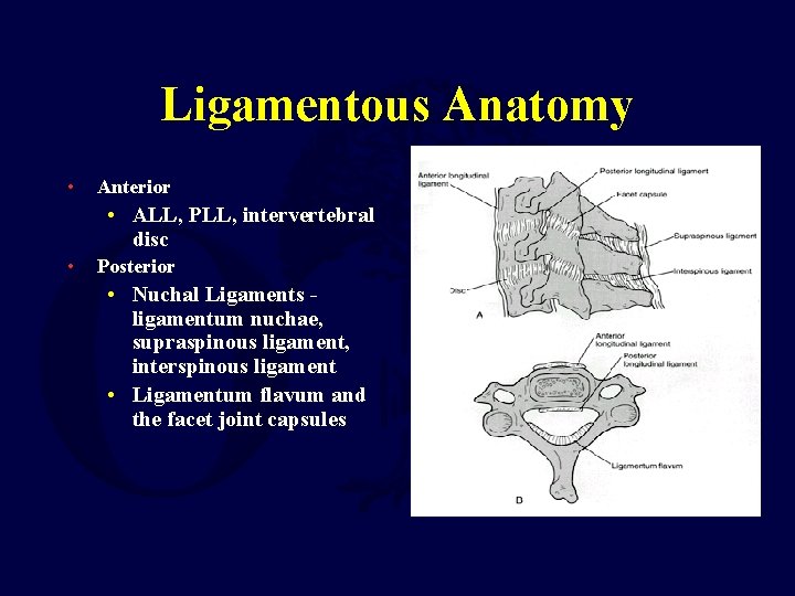 Ligamentous Anatomy • Anterior • ALL, PLL, intervertebral disc • Posterior • Nuchal Ligaments