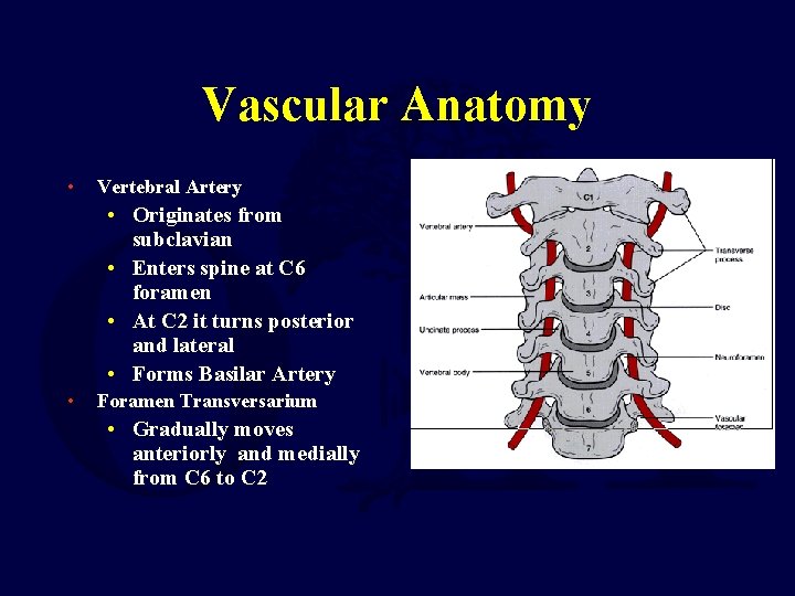 Vascular Anatomy • Vertebral Artery • Originates from subclavian • Enters spine at C