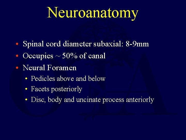 Neuroanatomy • Spinal cord diameter subaxial: 8 -9 mm • Occupies ~ 50% of