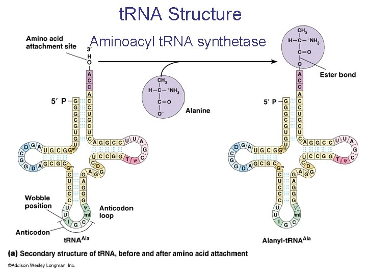 t. RNA Structure Aminoacyl t. RNA synthetase 