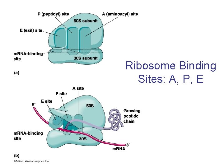 Ribosome Binding Sites: A, P, E 