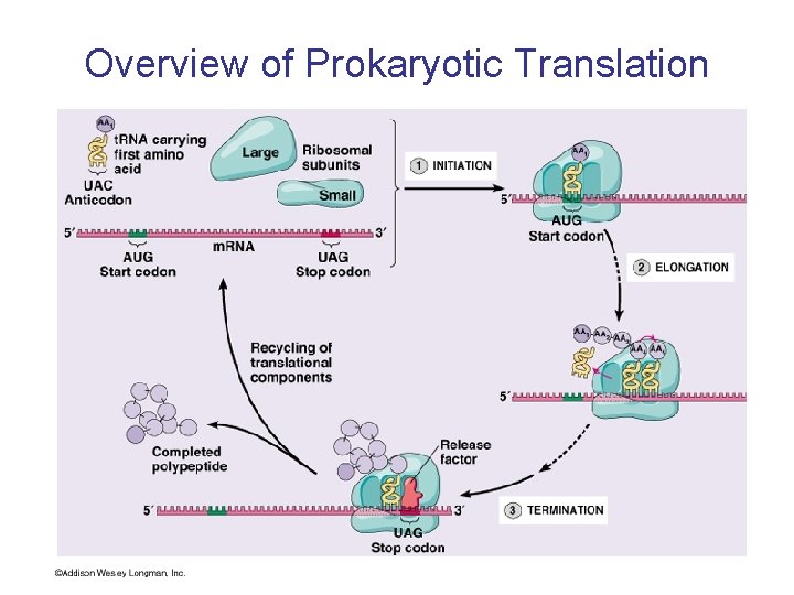 Overview of Prokaryotic Translation 