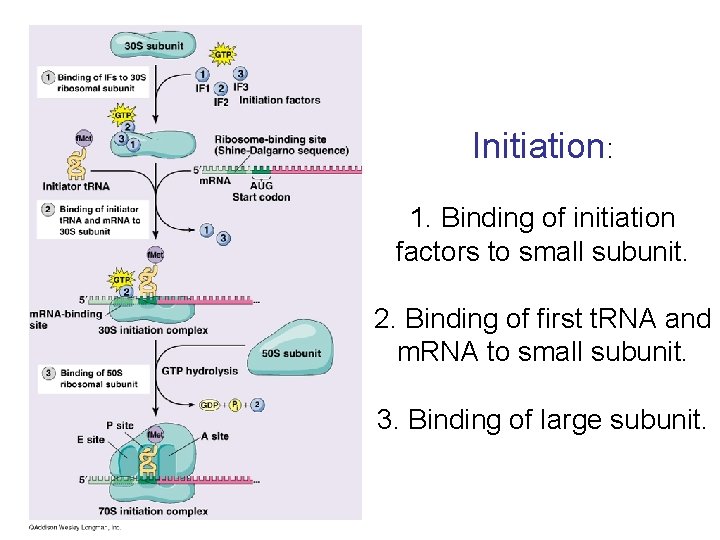 Initiation: 1. Binding of initiation factors to small subunit. 2. Binding of first t.