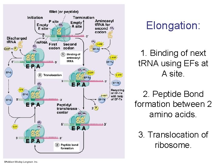 Elongation: 1. Binding of next t. RNA using EFs at A site. EPA 2.