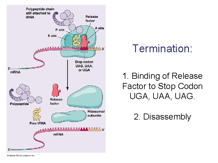 Termination: 1. Binding of Release Factor to Stop Codon UGA, UAG. 2. Disassembly 