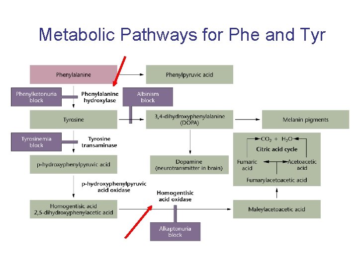 Metabolic Pathways for Phe and Tyr tyrosinase 
