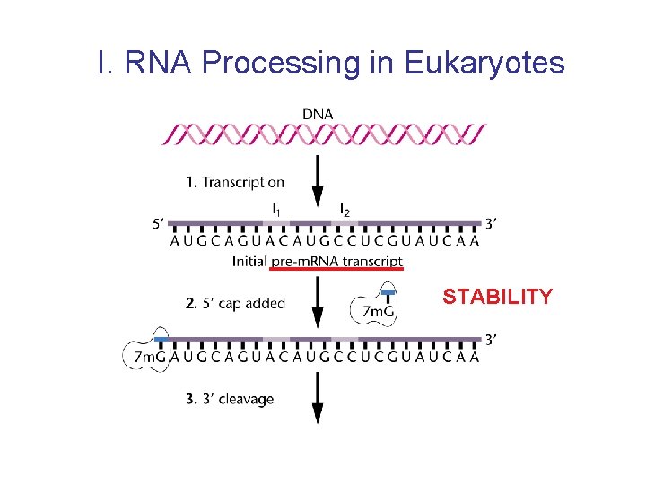 I. RNA Processing in Eukaryotes STABILITY 