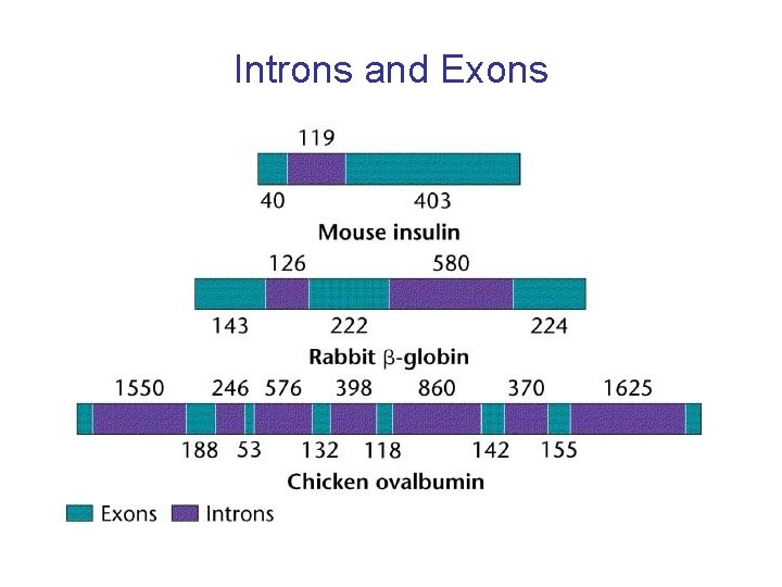 Introns and Exons 