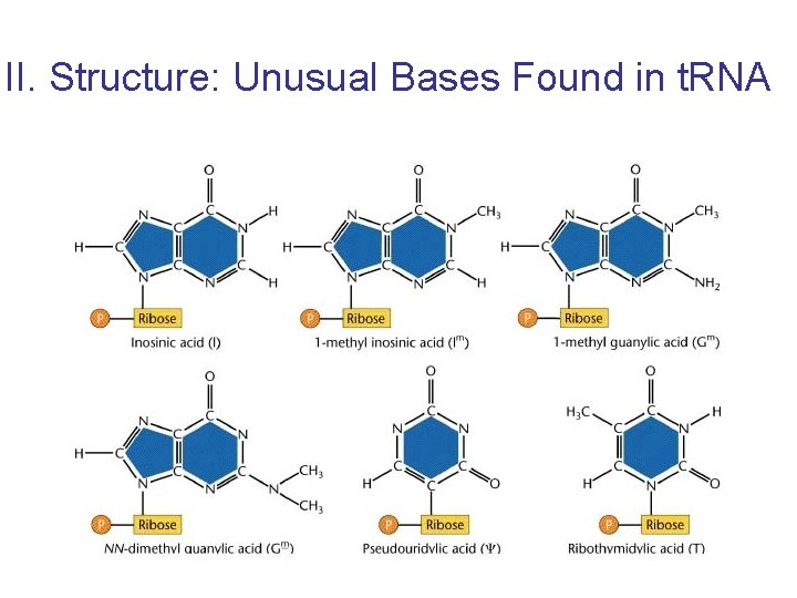 II. Structure: Unusual Bases Found in t. RNA 