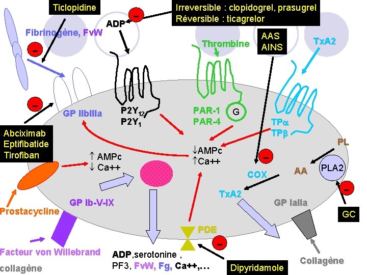 Ticlopidine Fibrinogène, Fv. W ADP - Thrombine Abciximab Eptifibatide Tirofiban Prostacycline P 2 Y