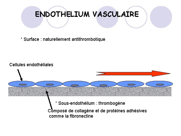 ENDOTHELIUM VASCULAIRE * Surface : naturellement antithrombotique Cellules endothéliales * Sous-endothélium : thrombogène Composé