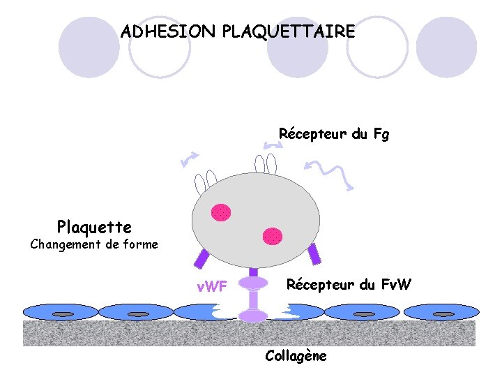 ADHESION PLAQUETTAIRE Récepteur du Fg Plaquette Changement de forme v. WF Récepteur du Fv.