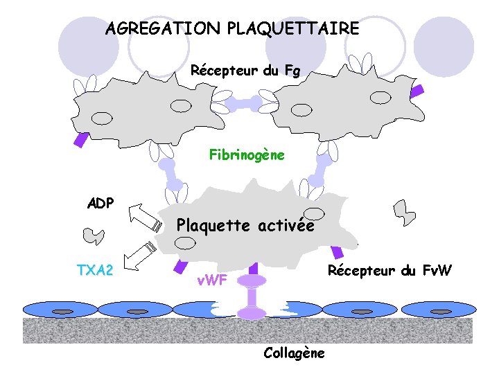 AGREGATION PLAQUETTAIRE Récepteur du Fg Fibrinogène ADP TXA 2 Plaquette activée Récepteur du Fv.