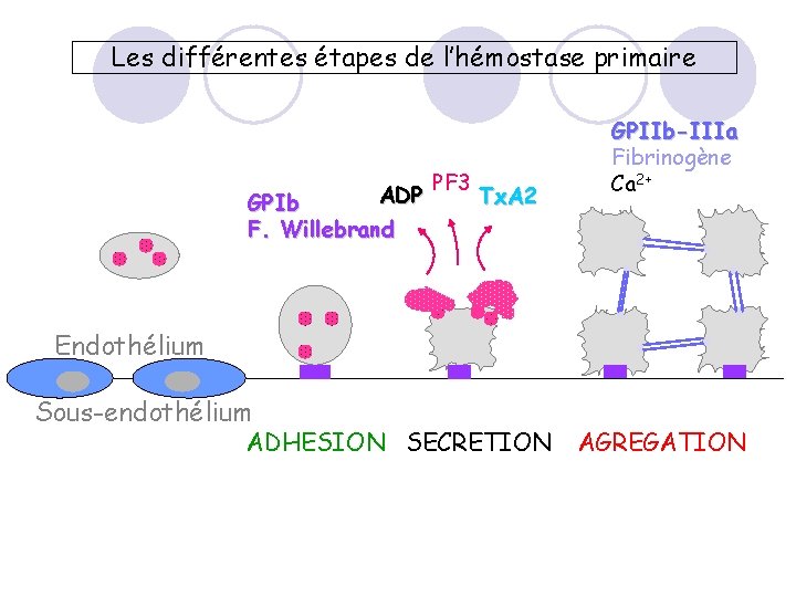 Les différentes étapes de l’hémostase primaire ADP GPIb F. Willebrand PF 3 Tx. A