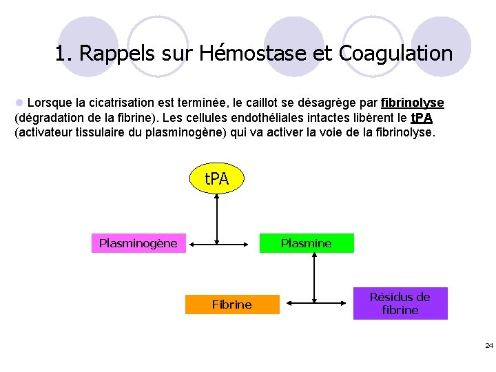 1. Rappels sur Hémostase et Coagulation l Lorsque la cicatrisation est terminée, le caillot