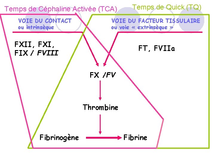 Temps de Céphaline Activée (TCA) VOIE DU CONTACT ou intrinsèque Temps de Quick (TQ)