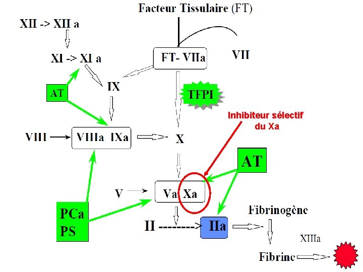 Inhibiteur sélectif du Xa 