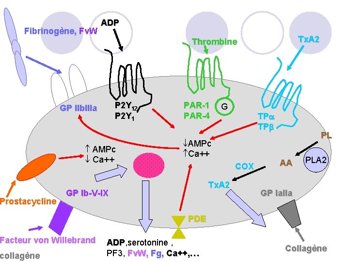Fibrinogène, Fv. W Prostacycline Tx. A 2 Thrombine P 2 Y 12 P 2
