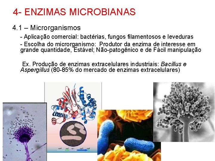 4 - ENZIMAS MICROBIANAS 4. 1 – Microrganismos - Aplicação comercial: bactérias, fungos filamentosos