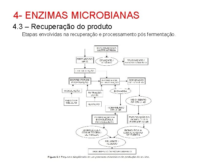 4 - ENZIMAS MICROBIANAS 4. 3 – Recuperação do produto Etapas envolvidas na recuperação