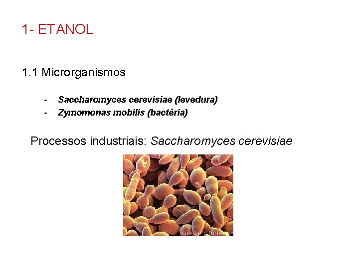 1 - ETANOL 1. 1 Microrganismos - Saccharomyces cerevisiae (levedura) Zymomonas mobilis (bactéria) Processos