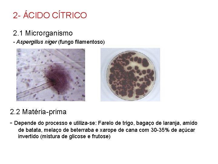 2 - ÁCIDO CÍTRICO 2. 1 Microrganismo - Aspergillus niger (fungo filamentoso) 2. 2