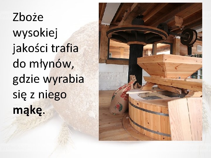 Zboże wysokiej jakości trafia do młynów, gdzie wyrabia się z niego mąkę. 