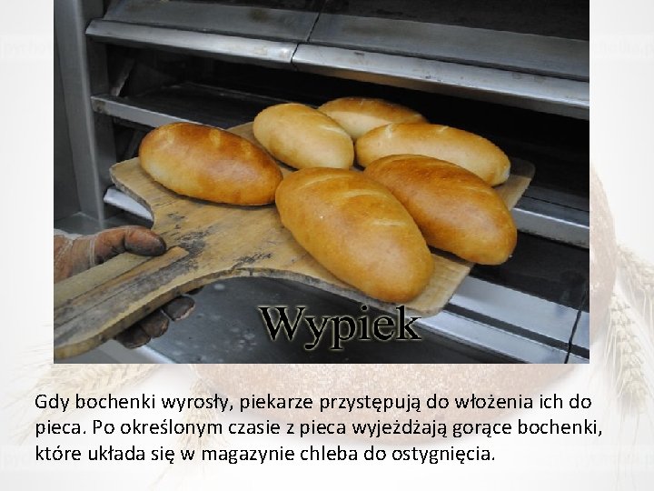 Gdy bochenki wyrosły, piekarze przystępują do włożenia ich do pieca. Po określonym czasie z