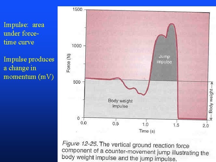 Impulse: area under forcetime curve Impulse produces a change in momentum (m. V) 