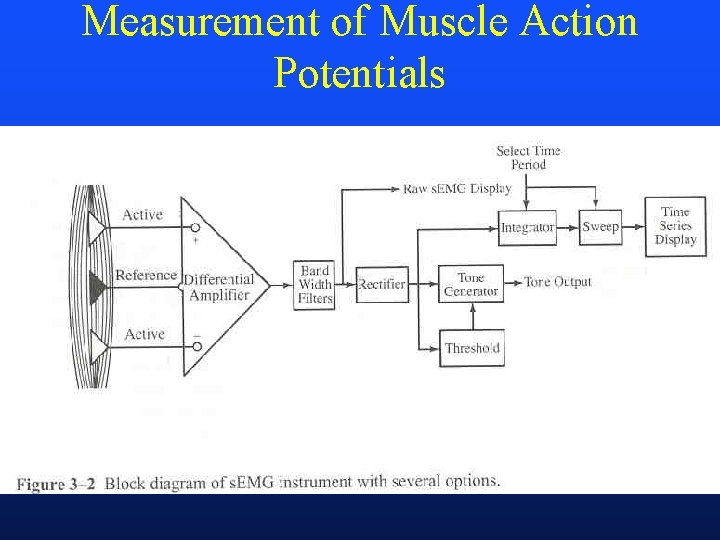 Measurement of Muscle Action Potentials 