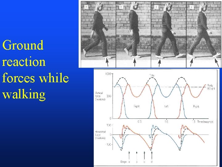 Ground reaction forces while walking 