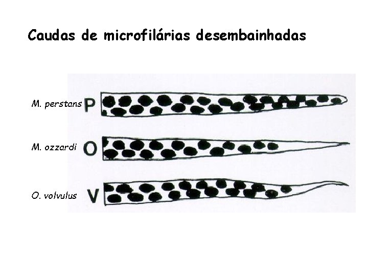 Caudas de microfilárias desembainhadas M. perstans M. ozzardi O. volvulus 