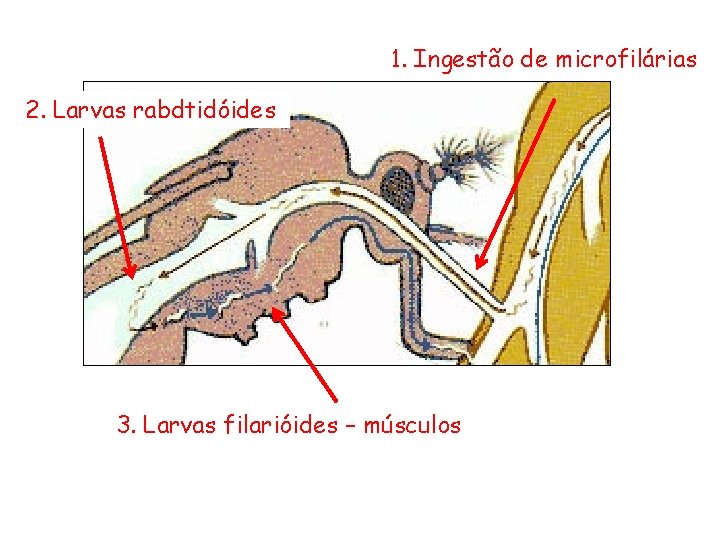 1. Ingestão de microfilárias 2. Larvas rabdtidóides 3. Larvas filarióides – músculos 