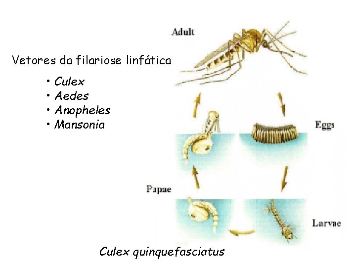 Vetores da filariose linfática • Culex • Aedes • Anopheles • Mansonia Culex quinquefasciatus