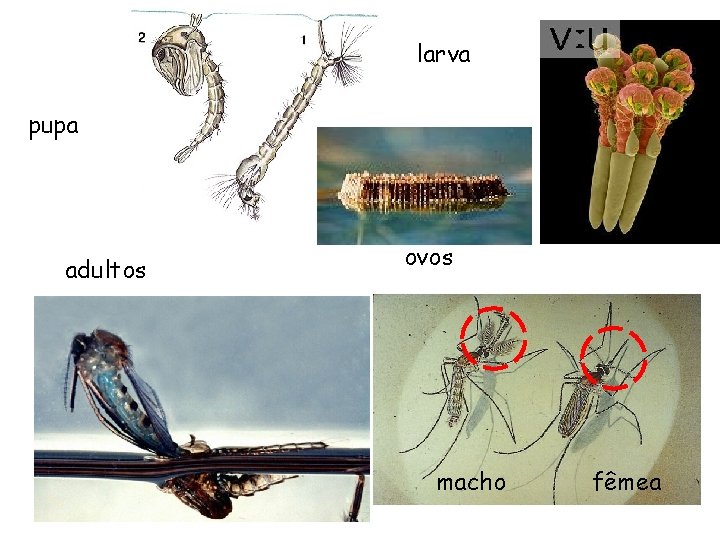 larva pupa adultos ovos macho fêmea 