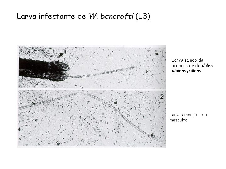 Larva infectante de W. bancrofti (L 3) Larva saindo da probóscide de Culex pipiens