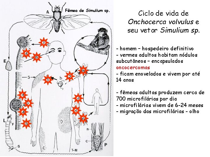 Fêmea de Simulium sp. Ciclo de vida de Onchocerca volvulus e seu vetor Simulium