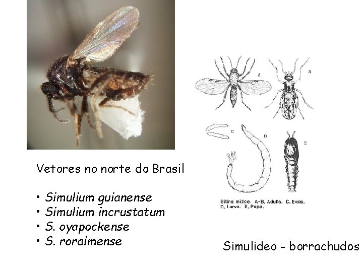 Vetores no norte do Brasil • Simulium guianense • Simulium incrustatum • S. oyapockense