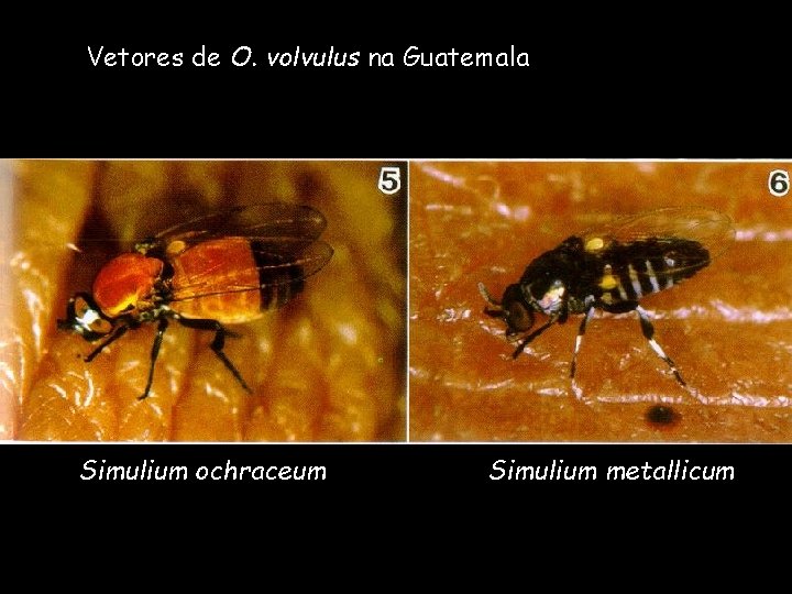 Vetores de O. volvulus na Guatemala Simulium ochraceum Simulium metallicum 