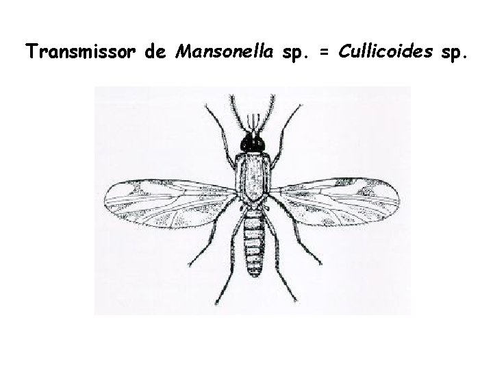 Transmissor de Mansonella sp. = Cullicoides sp. 