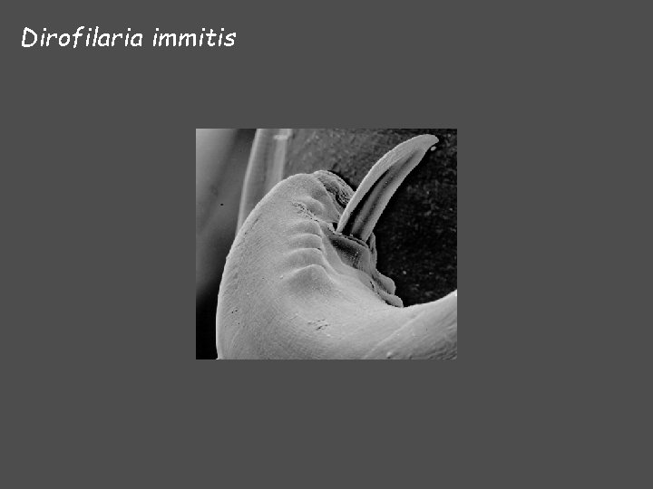 Dirofilaria immitis 