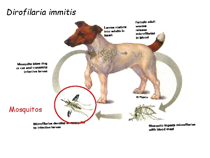 Dirofilaria immitis Mosquitos 