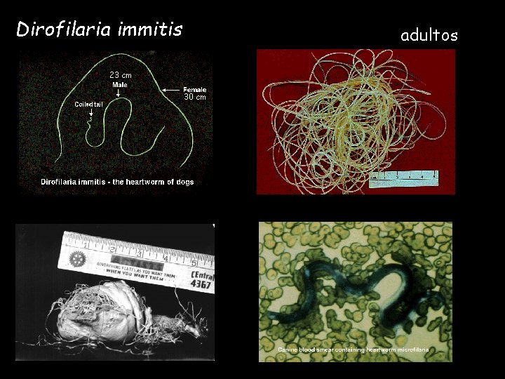 Dirofilaria immitis adultos 23 cm 30 cm 