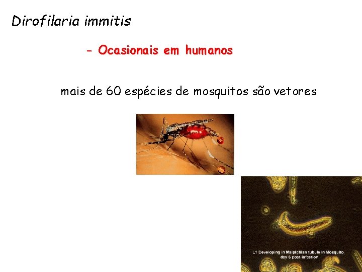 Dirofilaria immitis - Ocasionais em humanos mais de 60 espécies de mosquitos são vetores