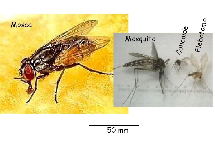 50 mm omo Flebot oide Mosquito Culic Mosca 