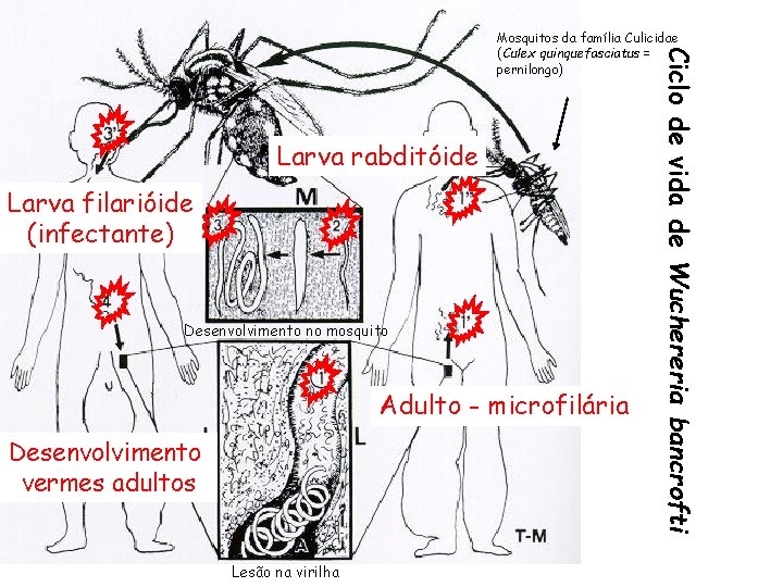 Larva rabditóide Larva filarióide (infectante) Desenvolvimento no mosquito Adulto - microfilária Desenvolvimento vermes adultos