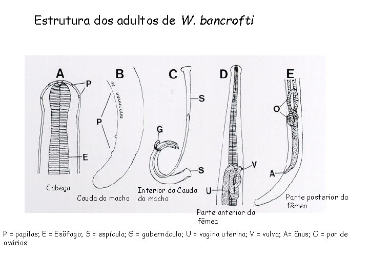 Estrutura dos adultos de W. bancrofti Cabeça Cauda do macho Interior da Cauda do