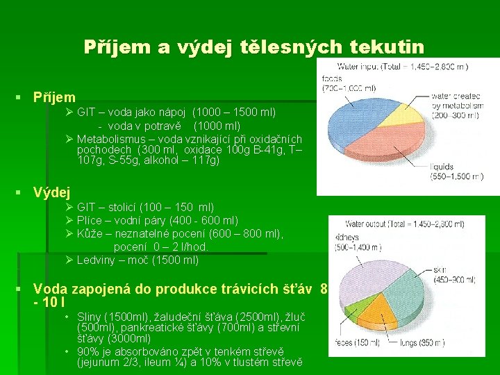 Příjem a výdej tělesných tekutin § Příjem Ø GIT – voda jako nápoj (1000